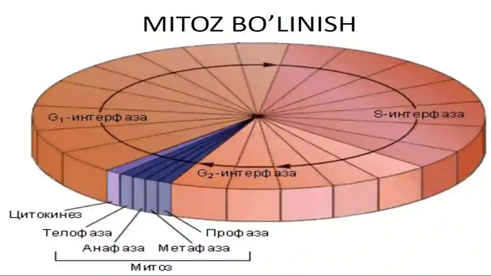 Hujayralarning mitotik va Hayotiy sikli. Hujayra proliferatsiyasi 4