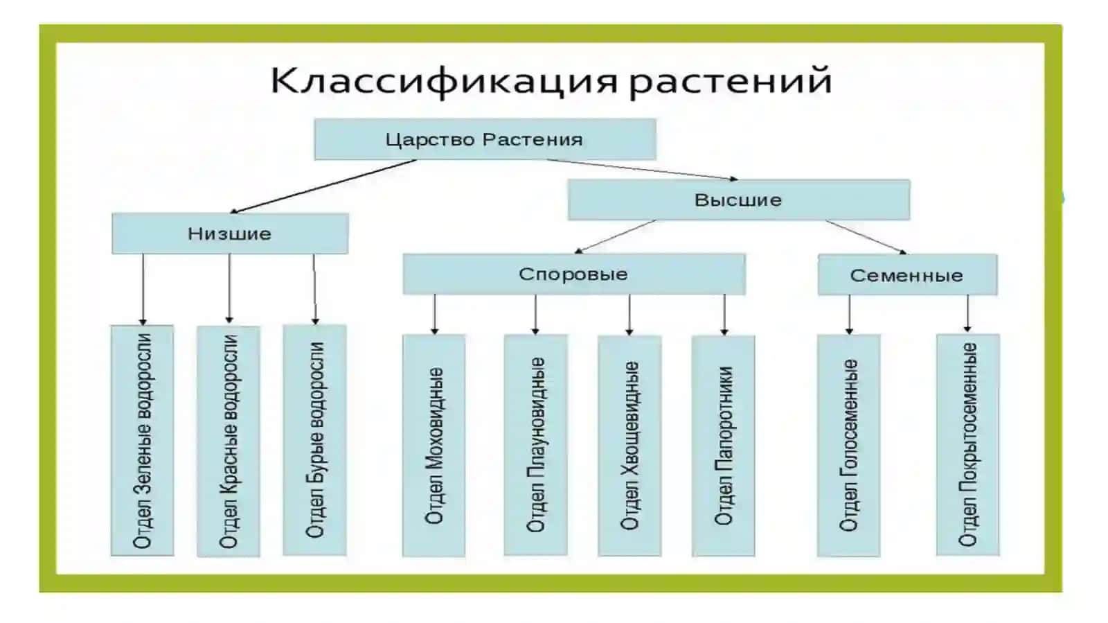 ПЕРВЫЙ РАЗДЕЛ БОТАНИКИ 4