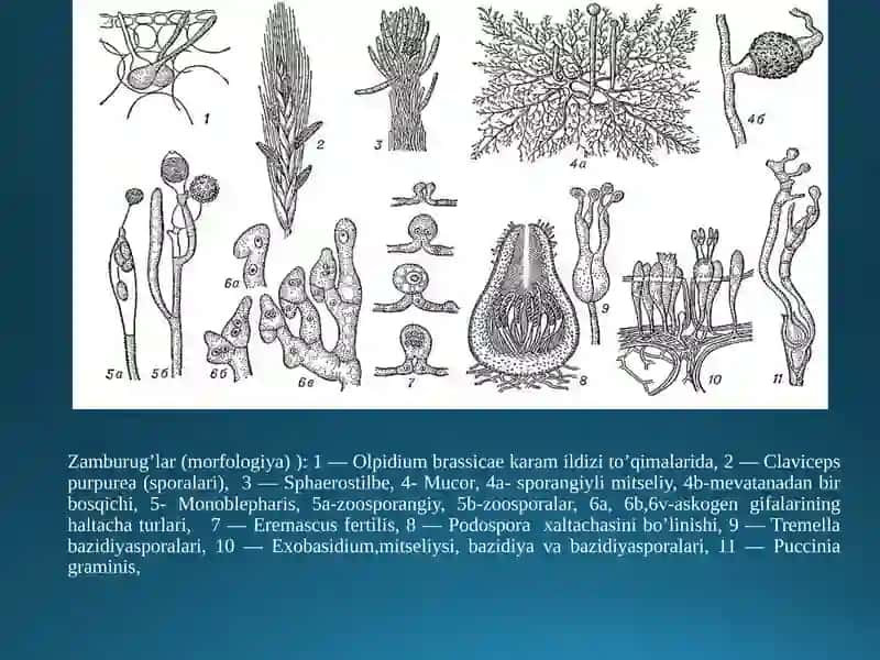 Zamburug’larning umumiy tavsifi 4