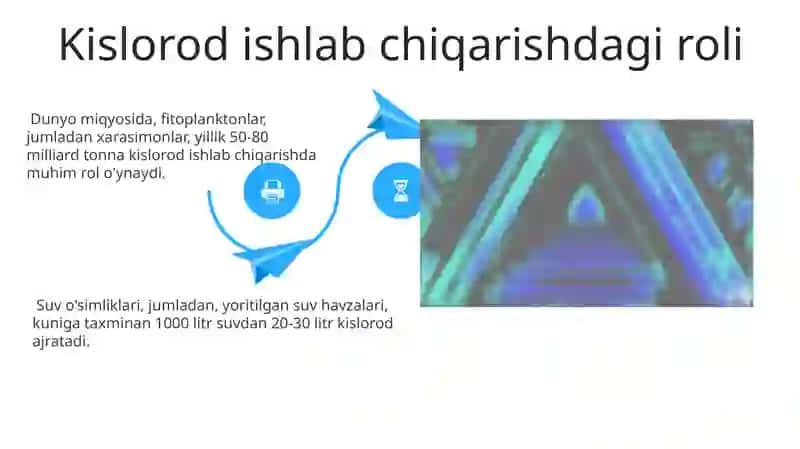 Xarasimonlar yoki nurli suvoʻtlar boʻlimi 4