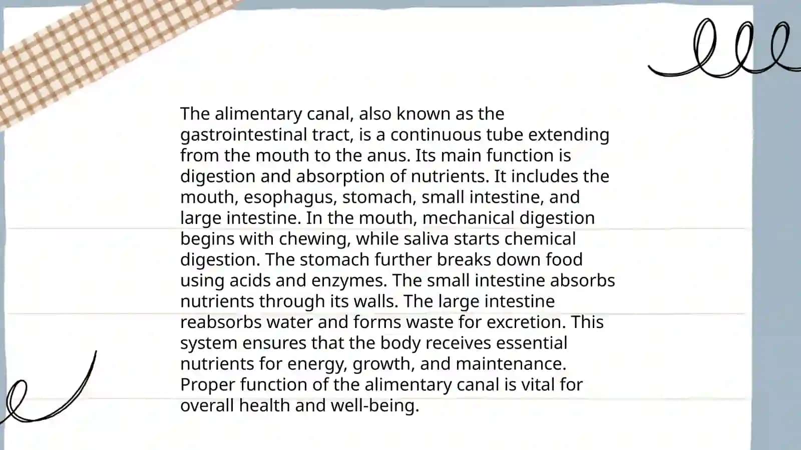 The Alimentary Tract of Human Being 4