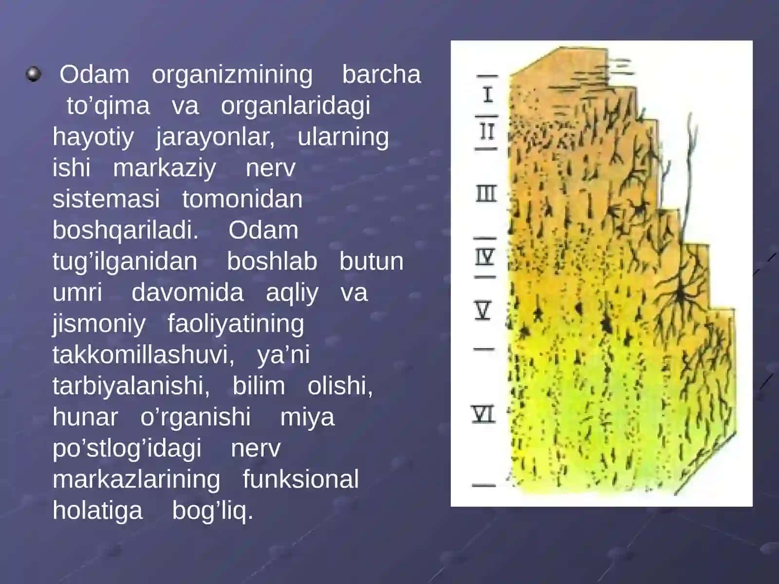 Nerv sistemasining gigienasi 4