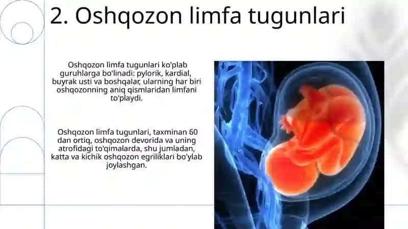 Jigar va oshqozon anatomiyasi 4