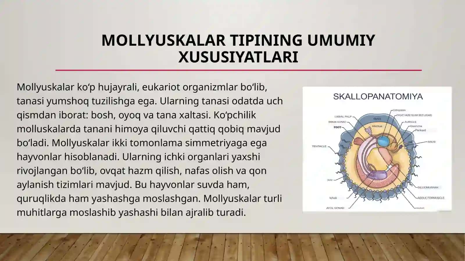 Mollyuskalar (Mollusca) tipining umumiy ta'rifi. 4
