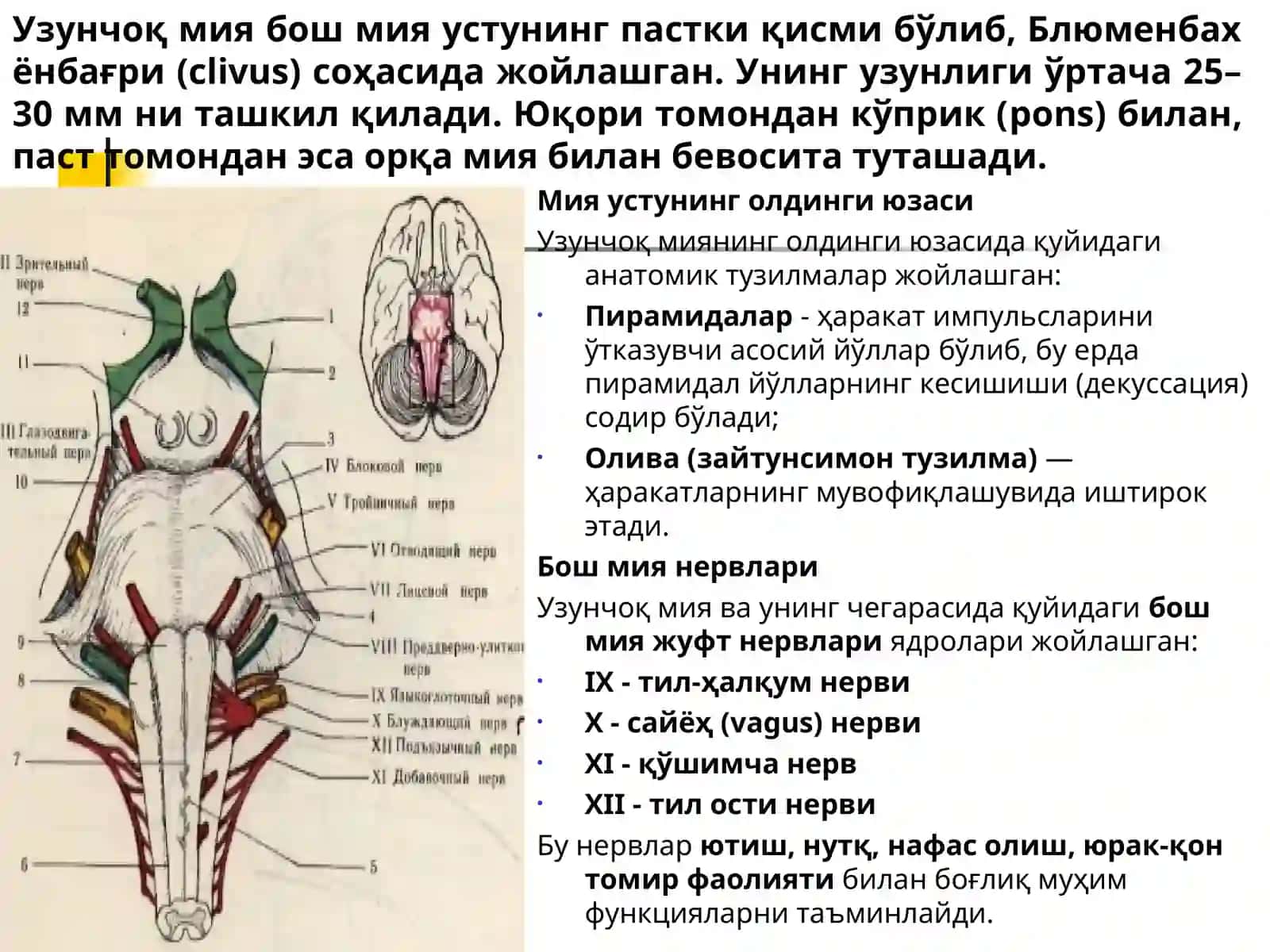 Мия устуни: анатомияси, физиологияси, патологияси 4