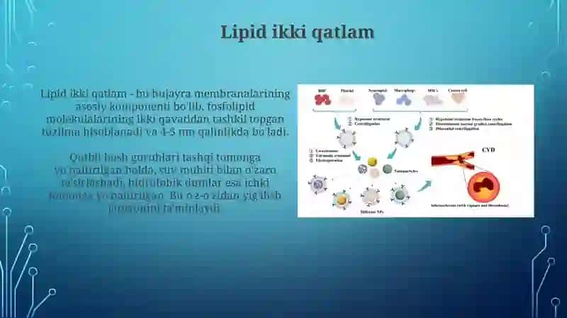 Biologik membranalardan nanobiotexnologiyada foydalanish 4