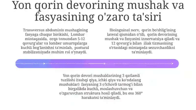 Yon Qorin Devori Mushaklarining Umumiy Tavsifi 4
