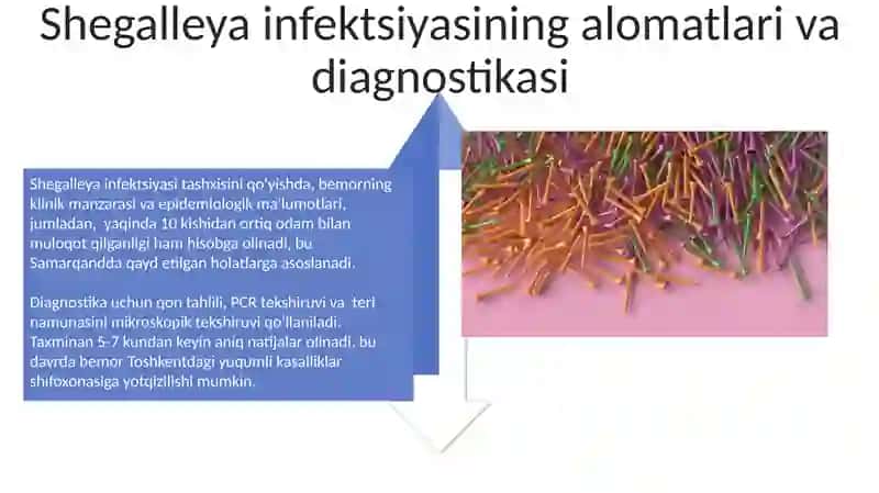 Shegalleya infaksiasi 4
