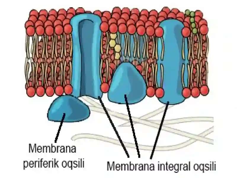 Membrana oqsillarining hujayraga signal o’tkazishdagi ahamiyati 4