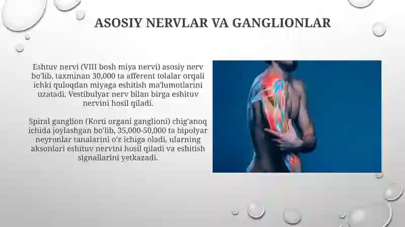 Eshitish organi innervatsiyasining xususiyatlari 4