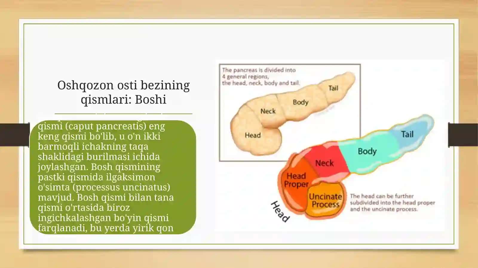Oshqozon osti bezining tuzilishi, taraqqiyoti va vazifalari/anatomiya 4