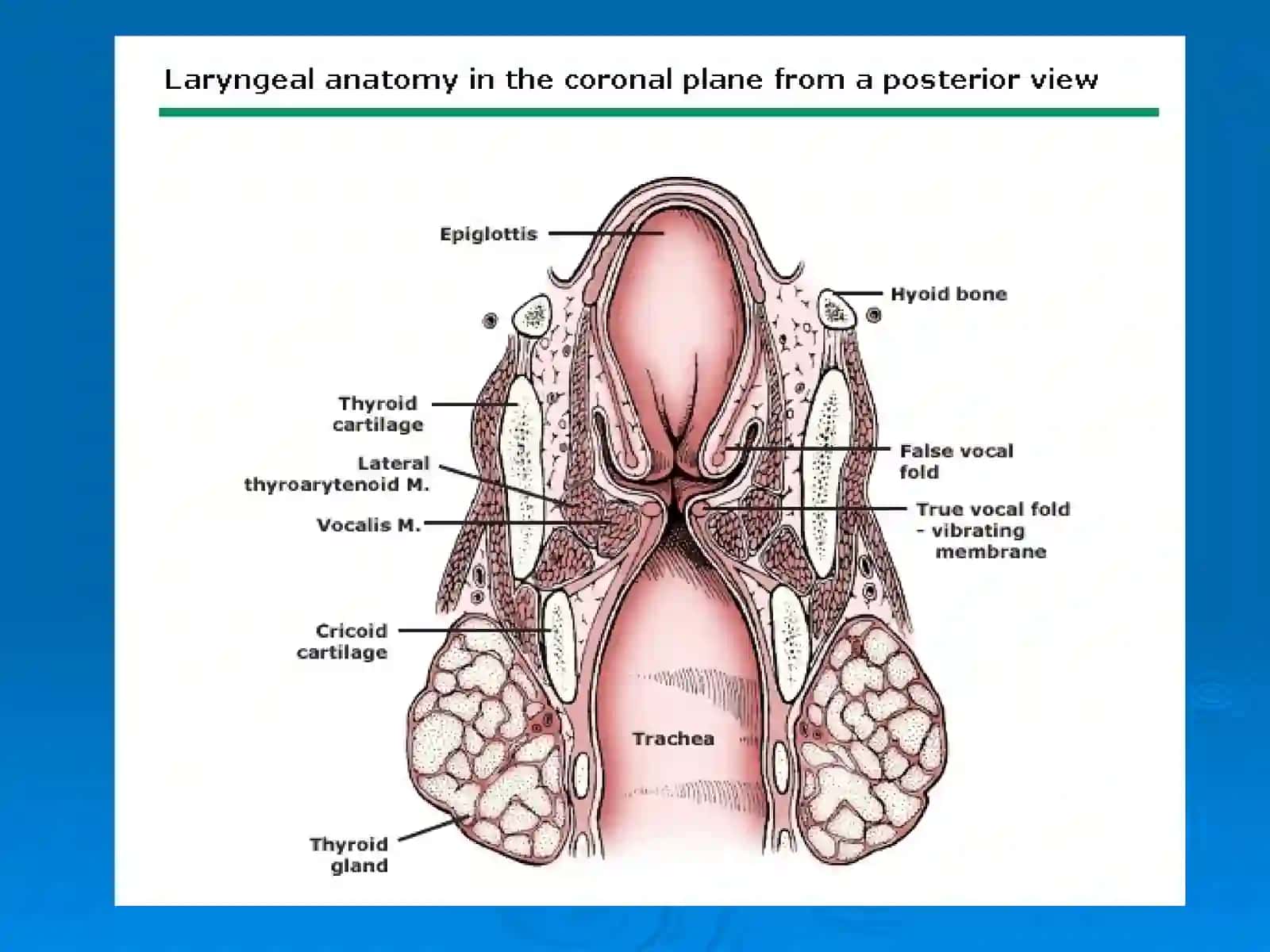 ҲИҚИЛДОҚНИНГ ЎТКИР ВА СУРУНКАЛИ КАСАЛЛИКЛАРИACUTE AND CHRONIC DISEASES OF LARYNX 4