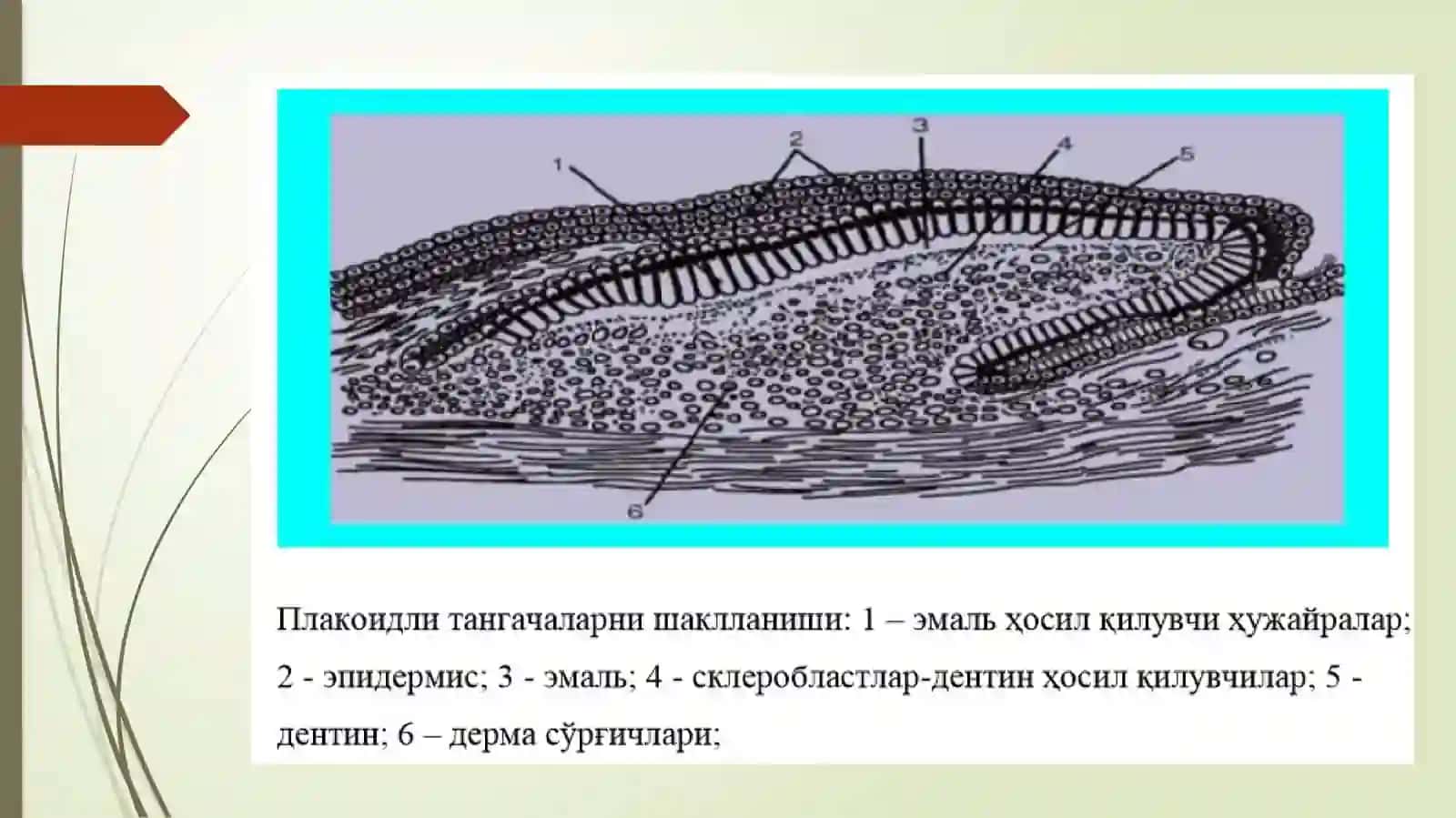 Qoplovchiva Tayanch harakat tizimi ontofilogenezi 4