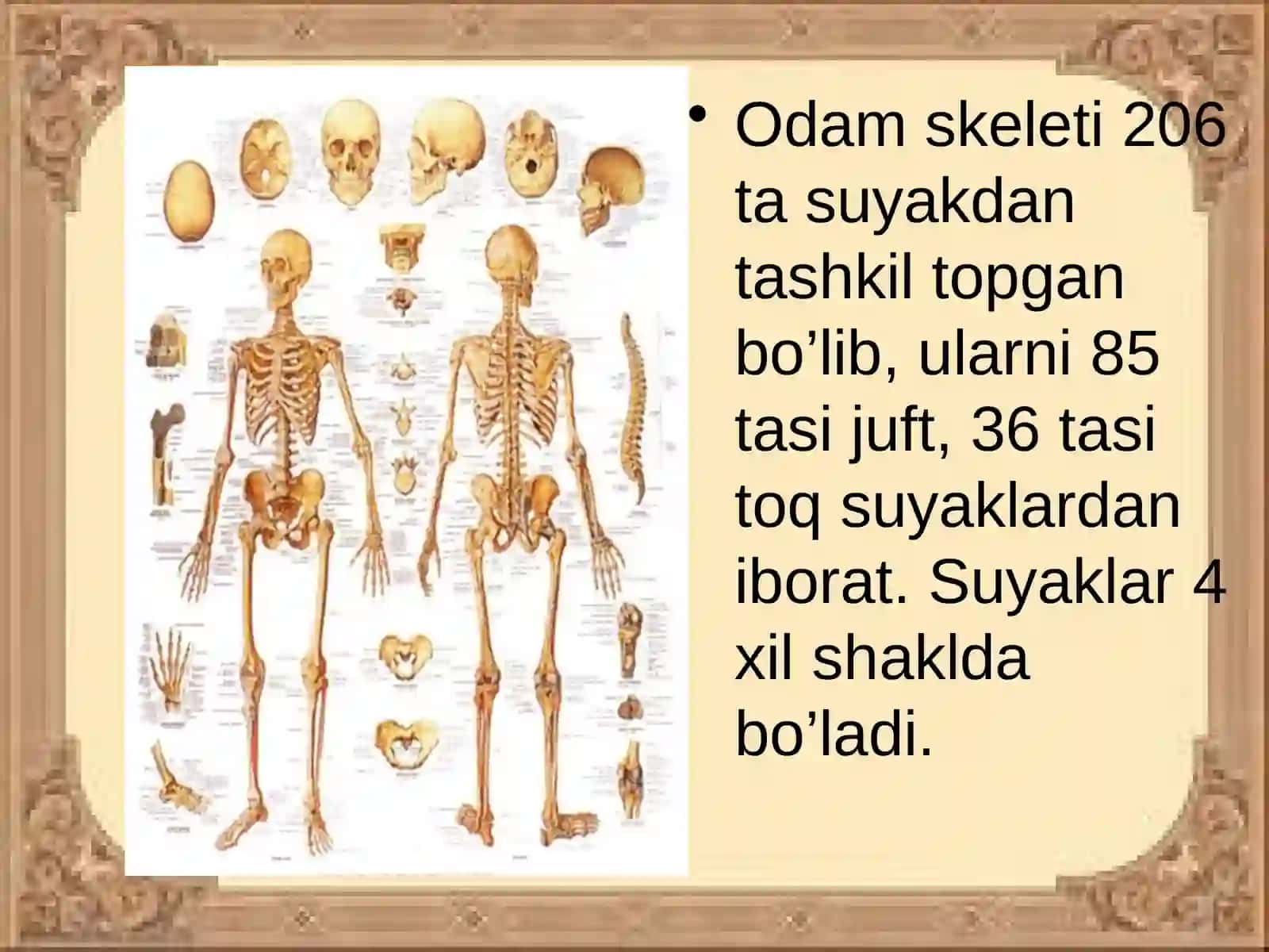 Tayanch vaharakat tizimining yoshga bog'liq xususiyatlari va gigiyenasi 4