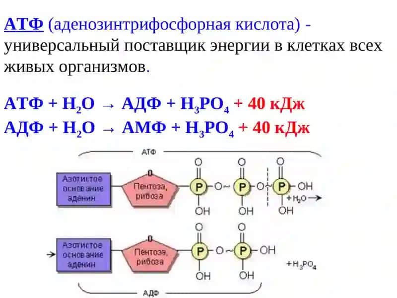 Энергетический обмен в организме 4