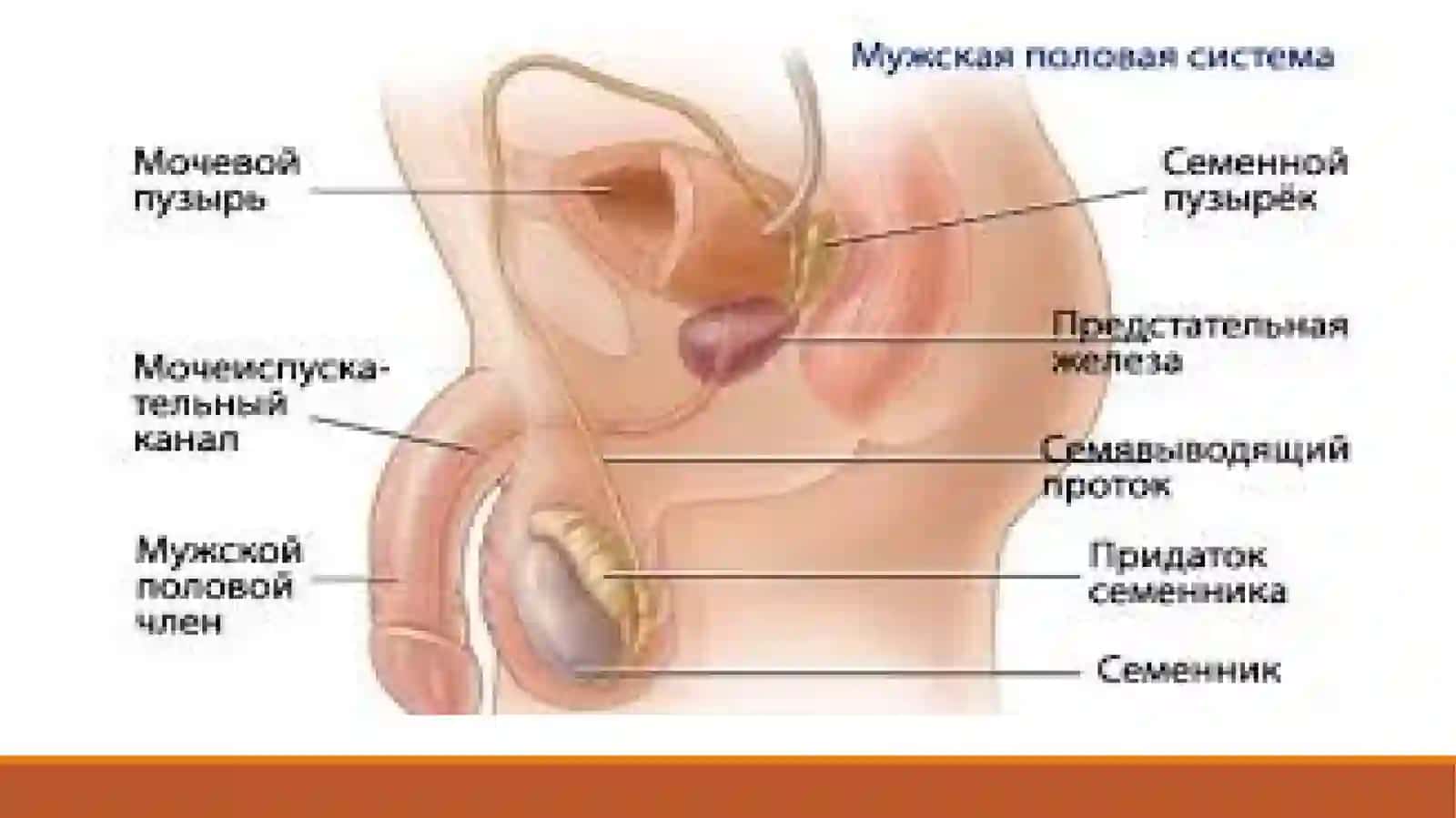 Erkaklar Reproduktiv A'zolari Tuzilishi va Boshqarilishi 4