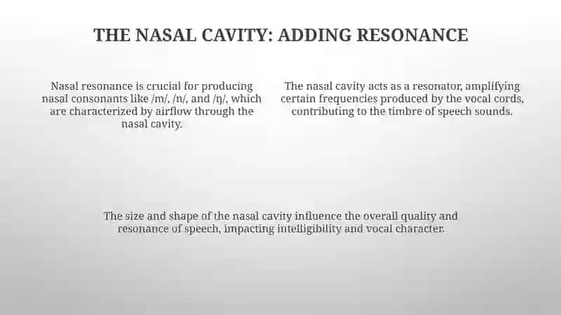Organs of Speech 4