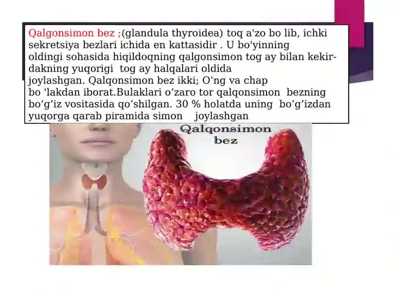 ENDOKIRN TIZIM ICHI SEKRITSIA BEZLARI TUZLISHI 4