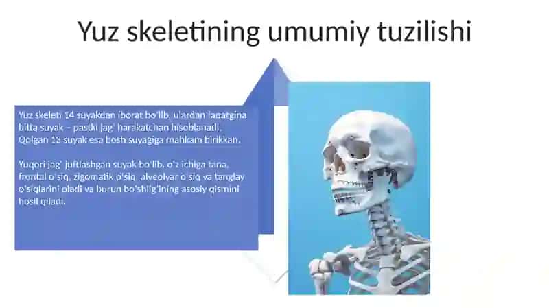 Yuz suyaklari anatomiyasi 4