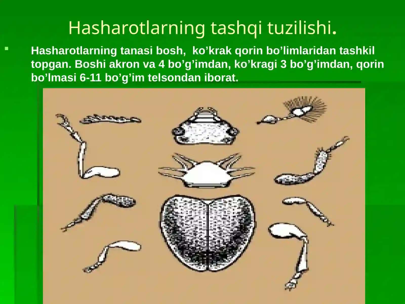 Hasharotlar anatomiyasi va fiziologiyasi 4