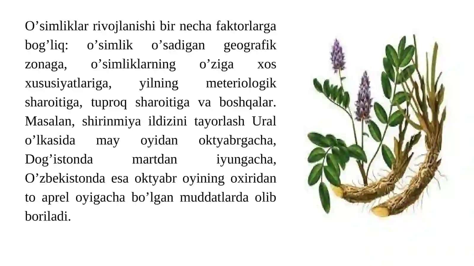 Dorivor O’simliklar Hom-Ashyosini Tayyorlash Va Birlamchi Ishlov Berish Usullari 4