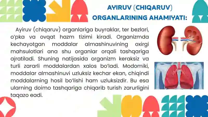 Ayiruv tizimi fiziologiyasi. Buyraklar funksiyasi. Siydik hozil bo‘lish mexanizmi. Nefronning tuzilma-faoliy tavsifi. Buyraklarning sekretor faoliyati 4