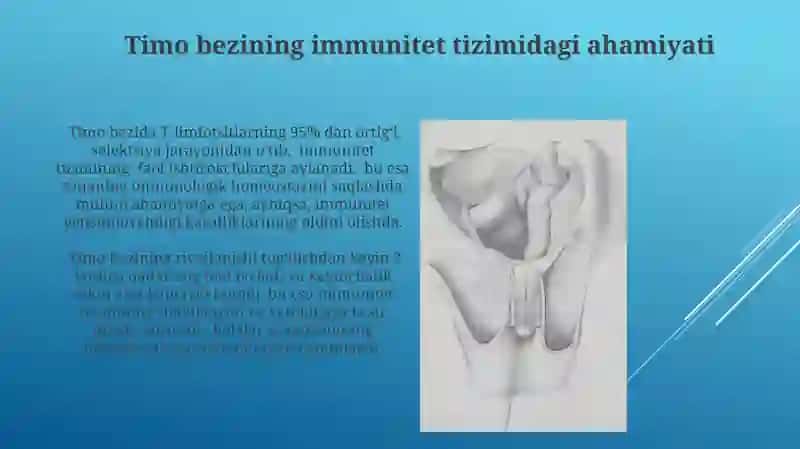 Timus tuzilishi, taraqqiyoti va vazifasi 4