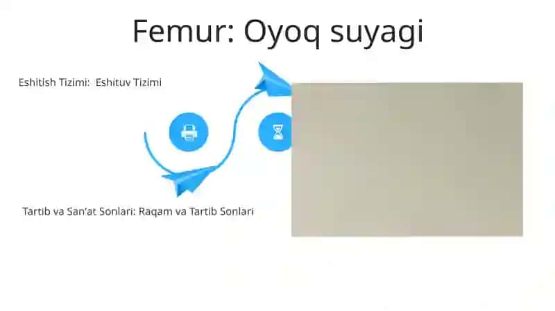 Son. Tartib va sanoq sonlar. Eshitish tizimi. Anatomik terminologiya bo'yicha. Ko'rish tizimi. Kollakvium 4