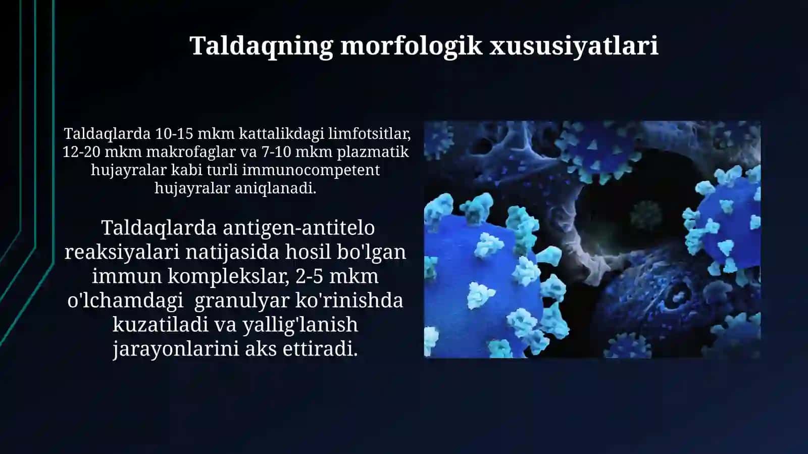 Immunologik Reaksiyalarning Morfologik Asoslari 4