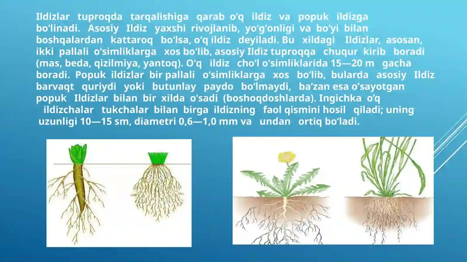 O'simliklarning ildiz tizimi: tiplari, tuzilishi, va funksiyalari 4