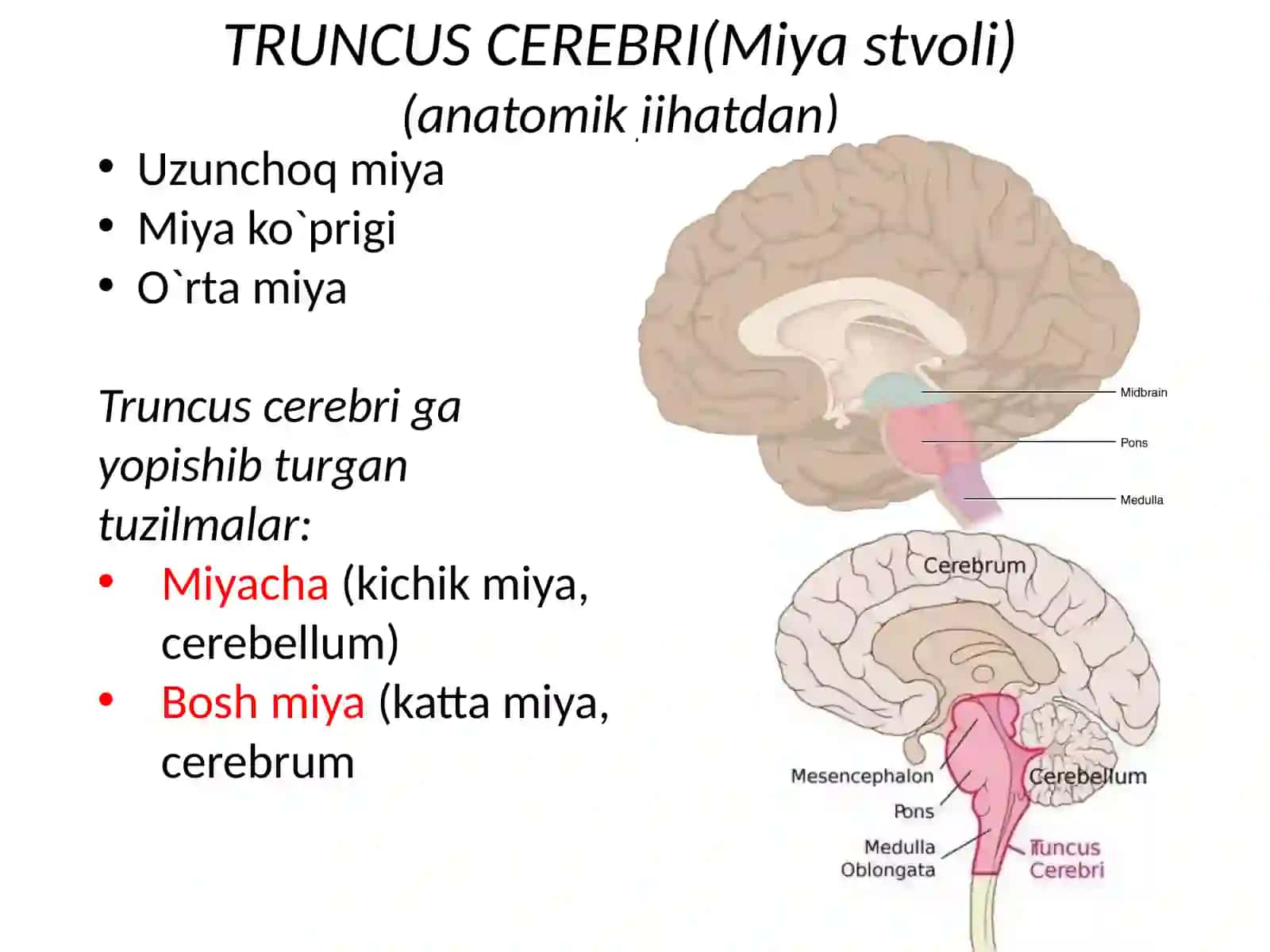 Uzunchoq Miya 4