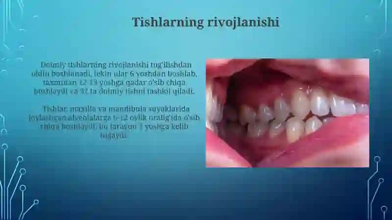 Splanxnologiya kirish og'iz boshligʻi tishlar Til so'lak bezlari yumshoq tanlay 4