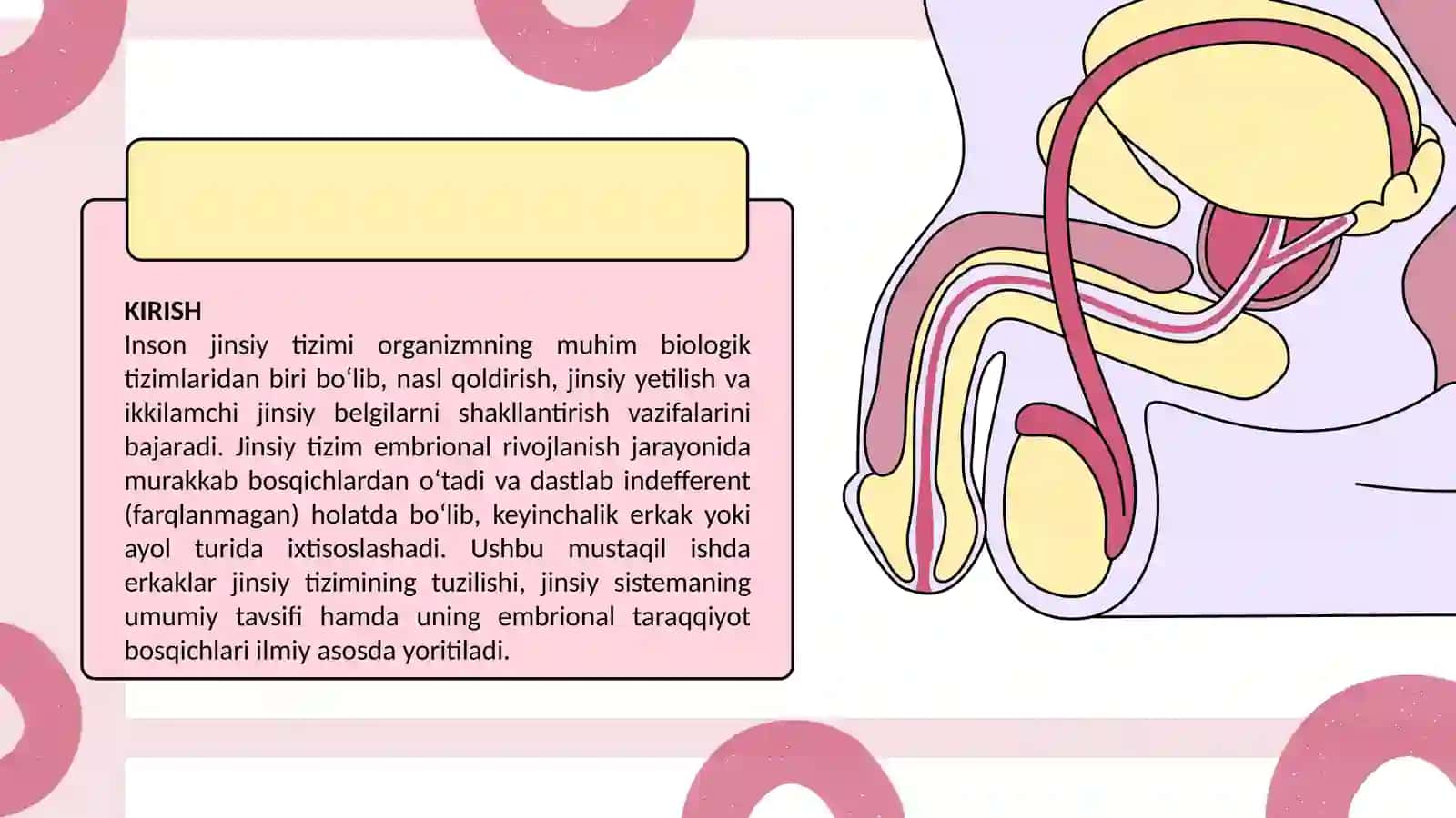 “Erkaklar jinsiy tizimi. Jinsiy sistemaning umumiy tavsifi, taraqqiyotining indefferent, erkak va ayol turidagi ixtisisolashgan bosqichlari” 4
