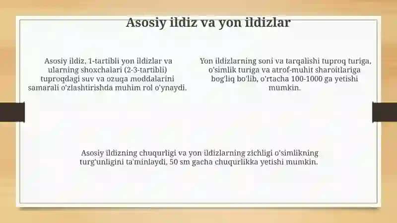 O'simliklar ildiz tizimining tiplari tuzilishi va funksiyasi 4