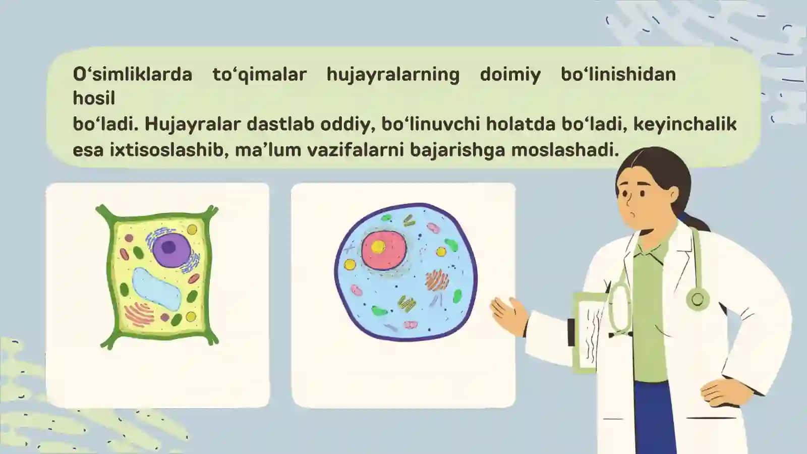 Oʻsimlik Toʻqimalari Haqida Umumiy Tushuncha 4