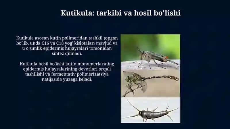 Barglarning sirtida joylashgan kutikulani aniqlash va uni himoya organi sifatida tushuntirish 4