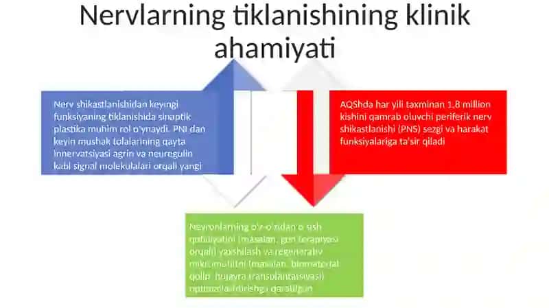 Nerv to‘qima regeneratsiyasi, nerv uchlari - sinapslar, neyromediatorlar 4