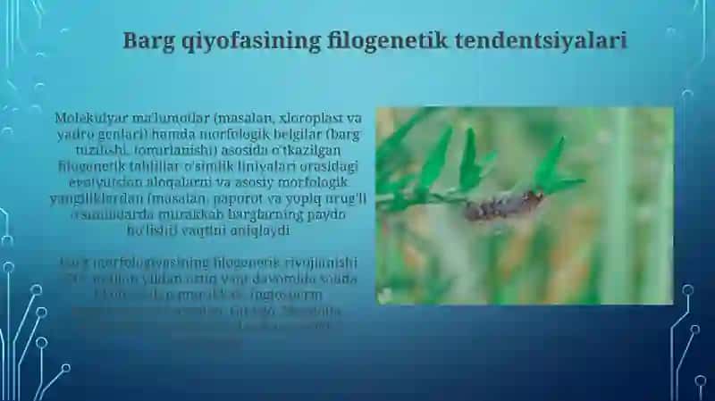 Ildiz poya barg metamorfozlari 4