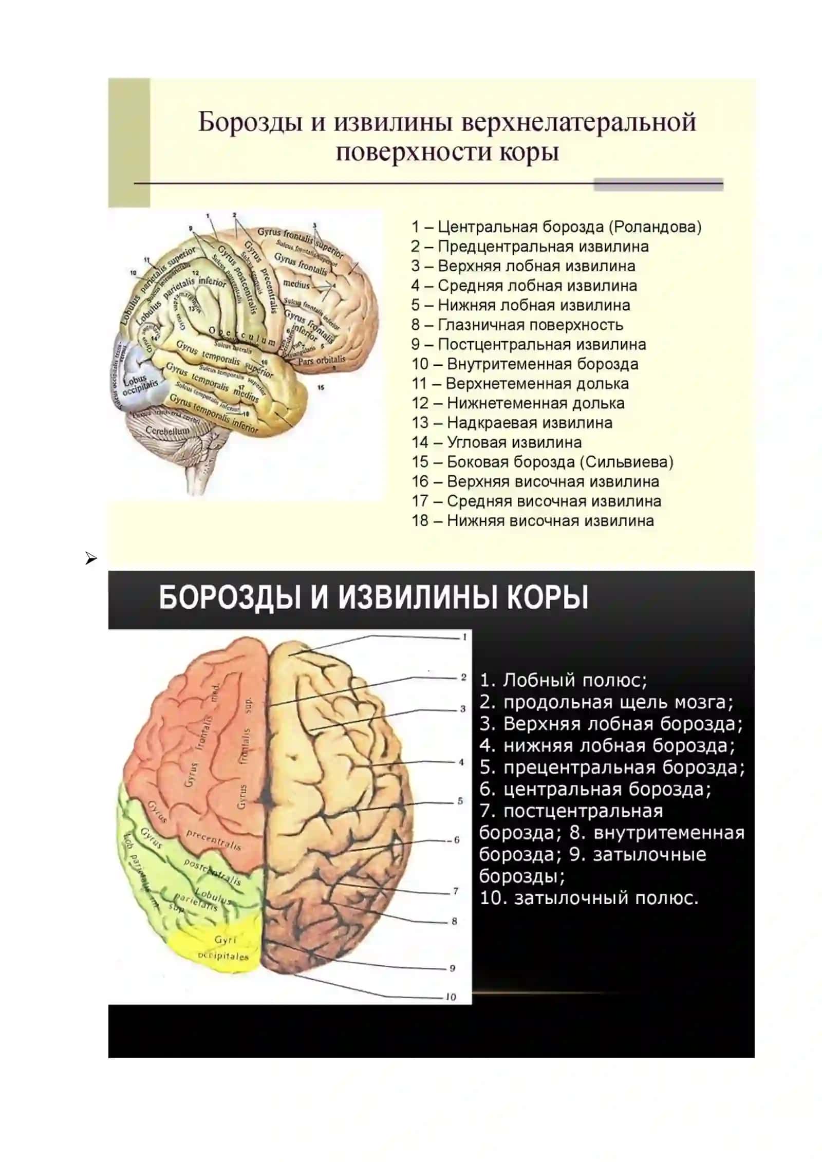 Высшие и психические функции и их нарушения 4