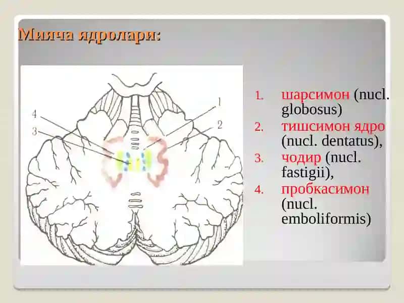 Мияча анатомияси, физиологияси, зарарланиш белгилари 4