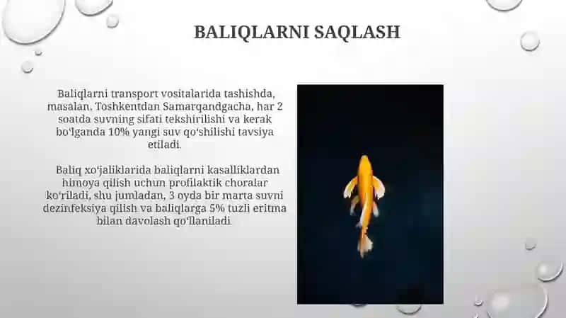 Baliqlar 4
