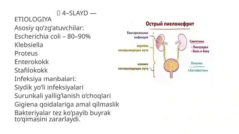 O‘TKIR PIELONEFRIT 4