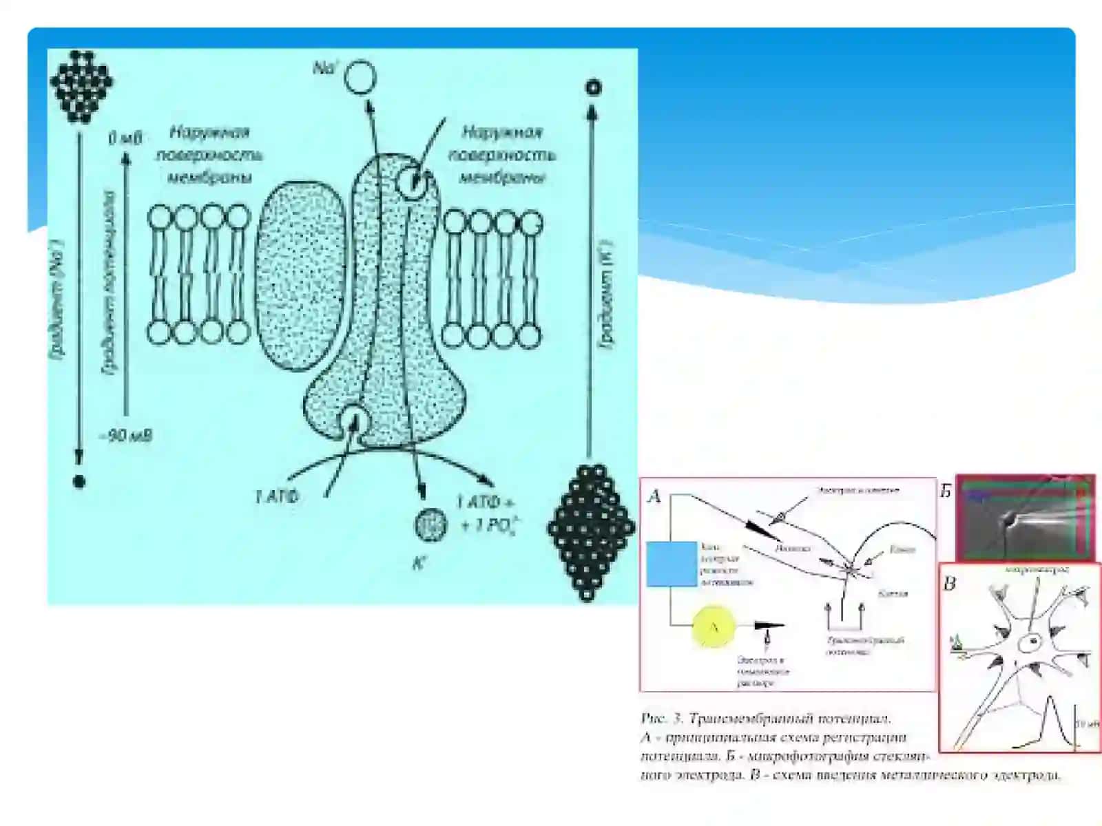 Qòzģaluvchan tòqima (bezlarda) bioelektrik hodisalar 4