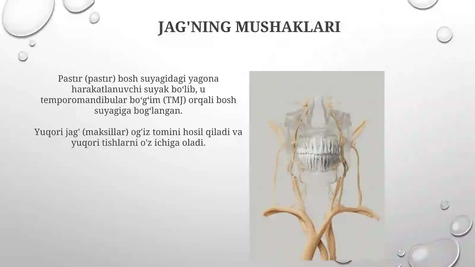 Yuqorivapastkijag'laranatomiyasi 4