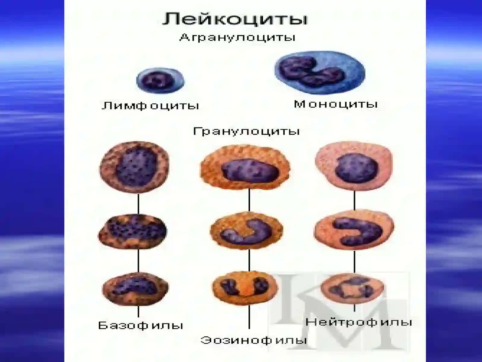 Lеyкоpoez turlari 4