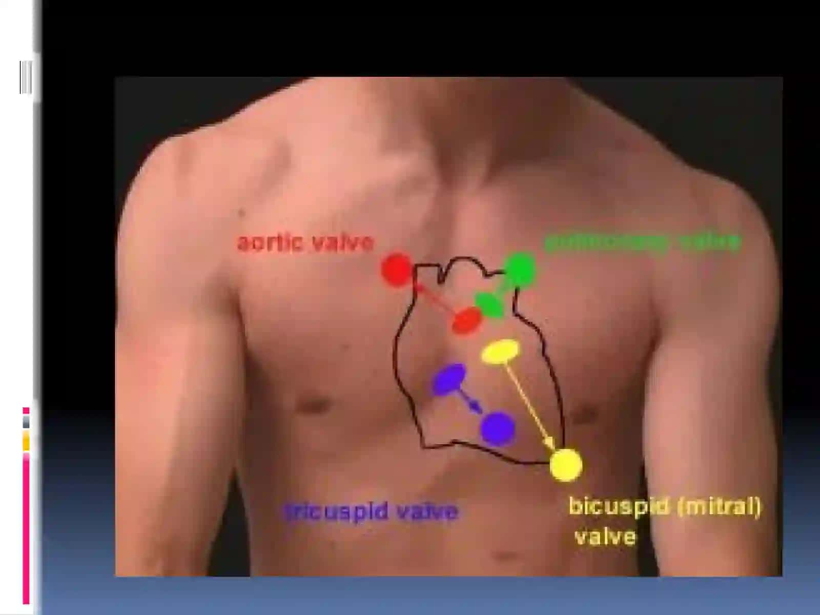 Yurak Auskultatsiyasi va yurak tonlari 4