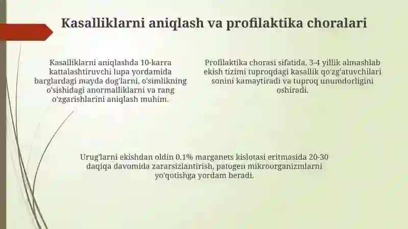 Sabzi va sholgom kasalliklari va ularga qarshi kurash choralari 4