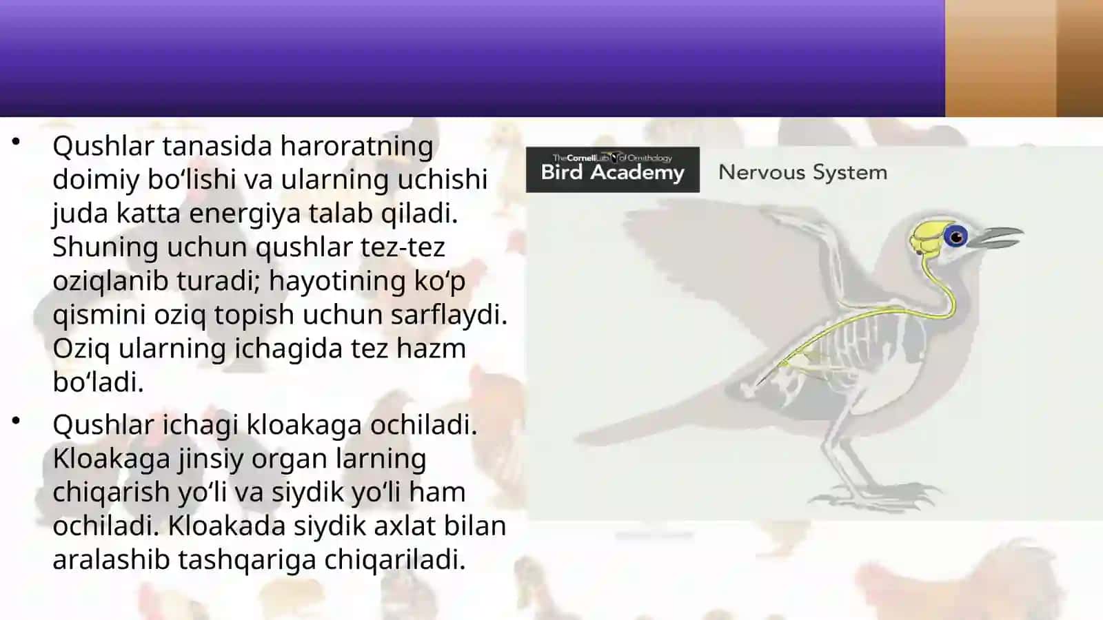 7-sinf Zoologiya 'Qushlarning ichki tuzilishi va sezgi organlari' ko'rgazma 4