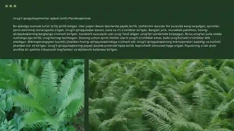 PINOPHYTA 4