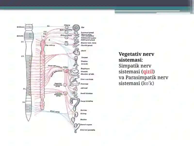 Vegetativ asab sistemasi 4